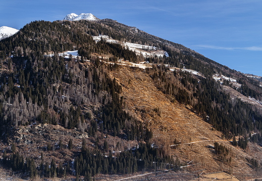 Borkenkäferschneise in Winklern