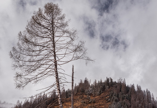 Standhafter Baum in Oberlienz
