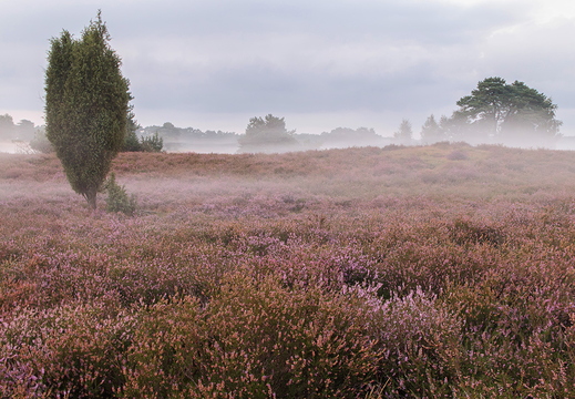 Nebelverhangene Westruper Heide mit märchenhafter Landschaft