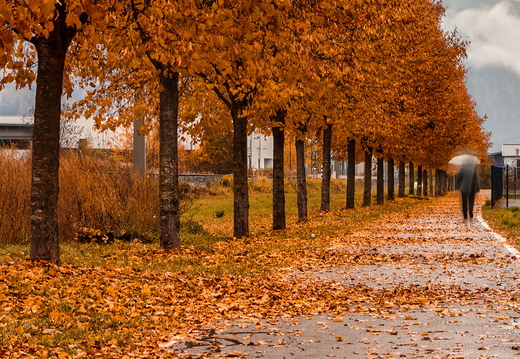 Herbstallee in Lienz
